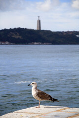 Portugal Lisbon  Seagull at the Tejo River