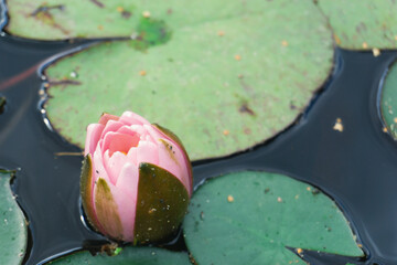 A Beautiful Pink Water Lily Blooming Gracefully Over Lush Green Lily Pads in Nature