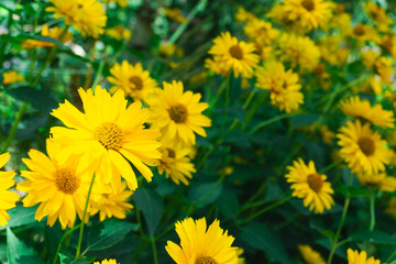 A Colorful Display of Vibrant Yellow Flowers in a Beautiful Blooming Field of Nature