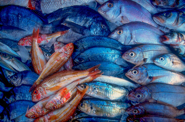 Portugal Algarve Portimao Fresh Fish