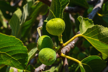 Figs hanging from a tree 1