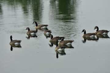 Geese swimming in a lake
