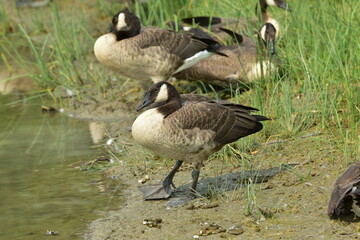 Wild geese standing on the edge of a lake