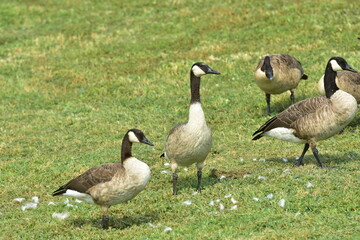 Wild geese walking on grass