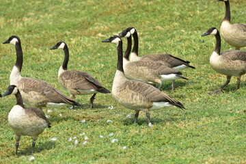 Wild geese walking on grass