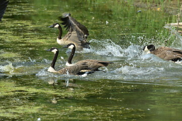 Geese swimming in a lake