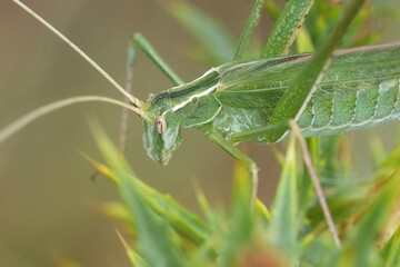 Fototapeta premium Closeup on a European long horned Lily Bush-cricket, Tylopsis lilifolia hiding in vegetation
