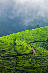 Green tea plantations in Munnar, Kerala, India