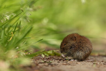 Maus frisst Samen am Wegesrand