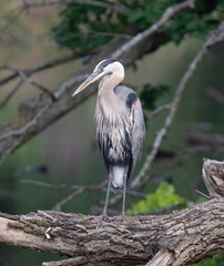 Blue Heron, Great Blue Heron, Heron, Great Blue Herons, Blue herons, herons,