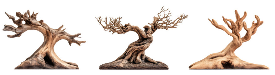 Collection of 3 natural wood tree sculptures, isolated on transparent background