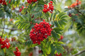 rowan tree