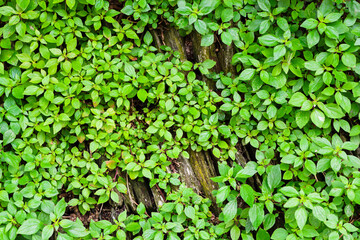 Lush green ground cover plant