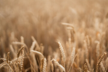 Dry golden organic wheat plants field. Agriculture. Rural farming, farmland.