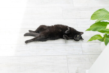 schwarze Katze liegt auf Rücken auf Boden