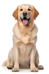 Fototapeta premium A dog sitting on white background looking at the camera.