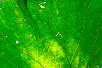 A Beautiful and Vibrant Green Leaf Texture That Captivates with Its Detailed CloseUp