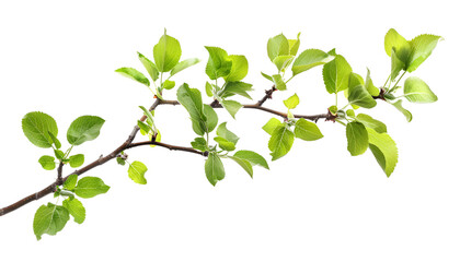 Obraz premium Branch of apple tree with young fresh green leaves isolated on white. Spring season