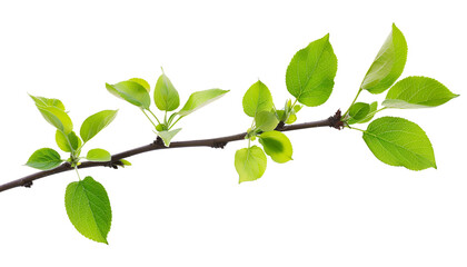 Obraz premium Branch of apple tree with young fresh green leaves isolated on white. Spring season