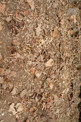 Dry fallen leaves in summer or autumn background detailed. High quality photo of dry fallen leaves on the ground.