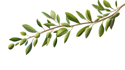 Branch of an olive tree with leaves isolated on transparent background