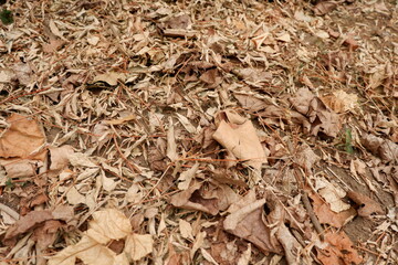Dry fallen leaves in summer or autumn background detailed. High quality photo of dry fallen leaves on the ground.