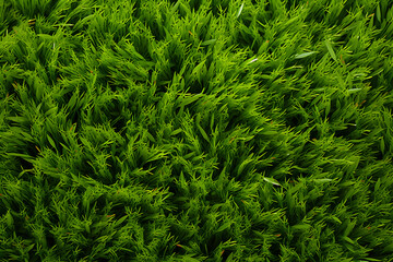 Grass Texture Background background illustration