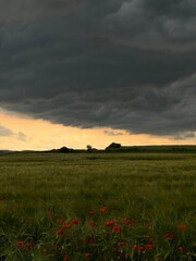 Cloudy sky and flower