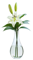 A beautiful white lily in a clear glass vase.
