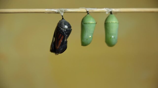 Monarch Butterfly, Danaus plexippus, emerges from Crysalis 400x speed pale yellow background two Crysalis remain