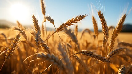 Fototapeta premium Golden Wheat field with bright sunset and clear blue sky Agriculture background AI Generated