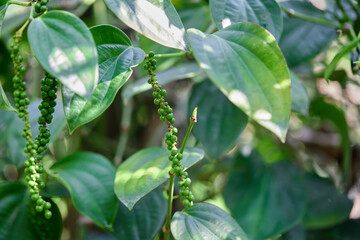 Obraz premium Fresh peppercorn in the garden