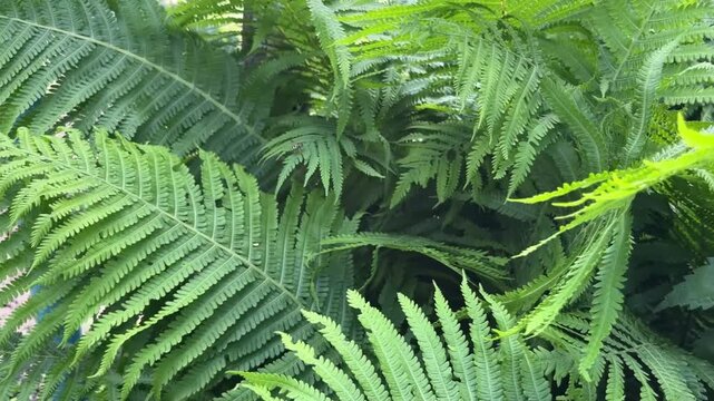 in summer, a young juicy fern grows in the forest