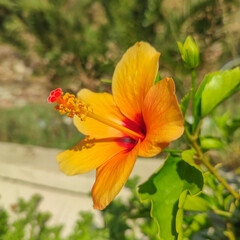 Superbe fleur orange avec son pistil tournée vers le soleil