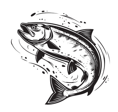 Jumping Salmon fish. Hand drawn illustration.