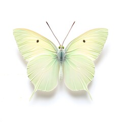 Fototapeta premium butterfly isolated on white
