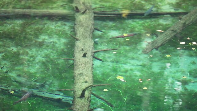 北海道　清里町神の子池
