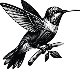 Black hummingbird logo clipart. Isolated tropical small flying bird. Monochrome minimalist bird logo.