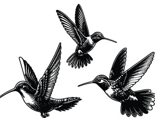 Black hummingbird logo clipart. Isolated tropical small flying bird. Monochrome minimalist bird logo.
