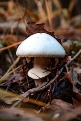 mushroom in autumn forest