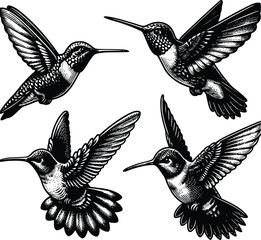 Black hummingbird logo clipart. Isolated tropical small flying bird. Monochrome minimalist bird logo.