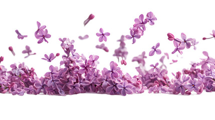 Falling lilac flowers isolated on a white background with full depth of field, high detail