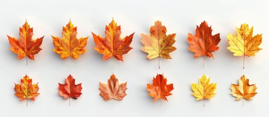 Collection of Colorful Autumn Leaves