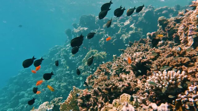 Diving in a coral reef in the Red Sea in egypt, no people, 50% slow-motion
