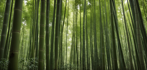 Fototapeta premium Enchanting bamboo forest.