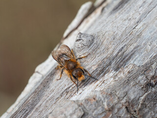 Nahaufnahme einer Mauerbiene (Osmia cornuta). Die Wildbiene sitzt auf einem alten Holzstück. 