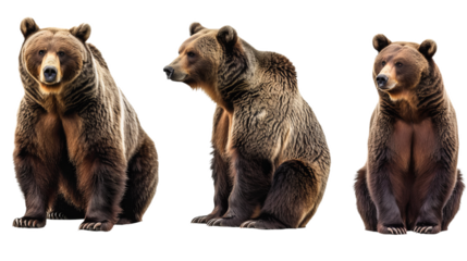 brown bear isolated on white