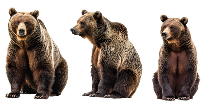 brown bear isolated on white