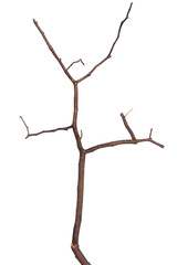 dry tree branches, perfect for botanical, nature, and design projects. Isolated transparent background