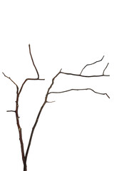 dry tree branches, perfect for botanical, nature, and design projects. Isolated transparent background